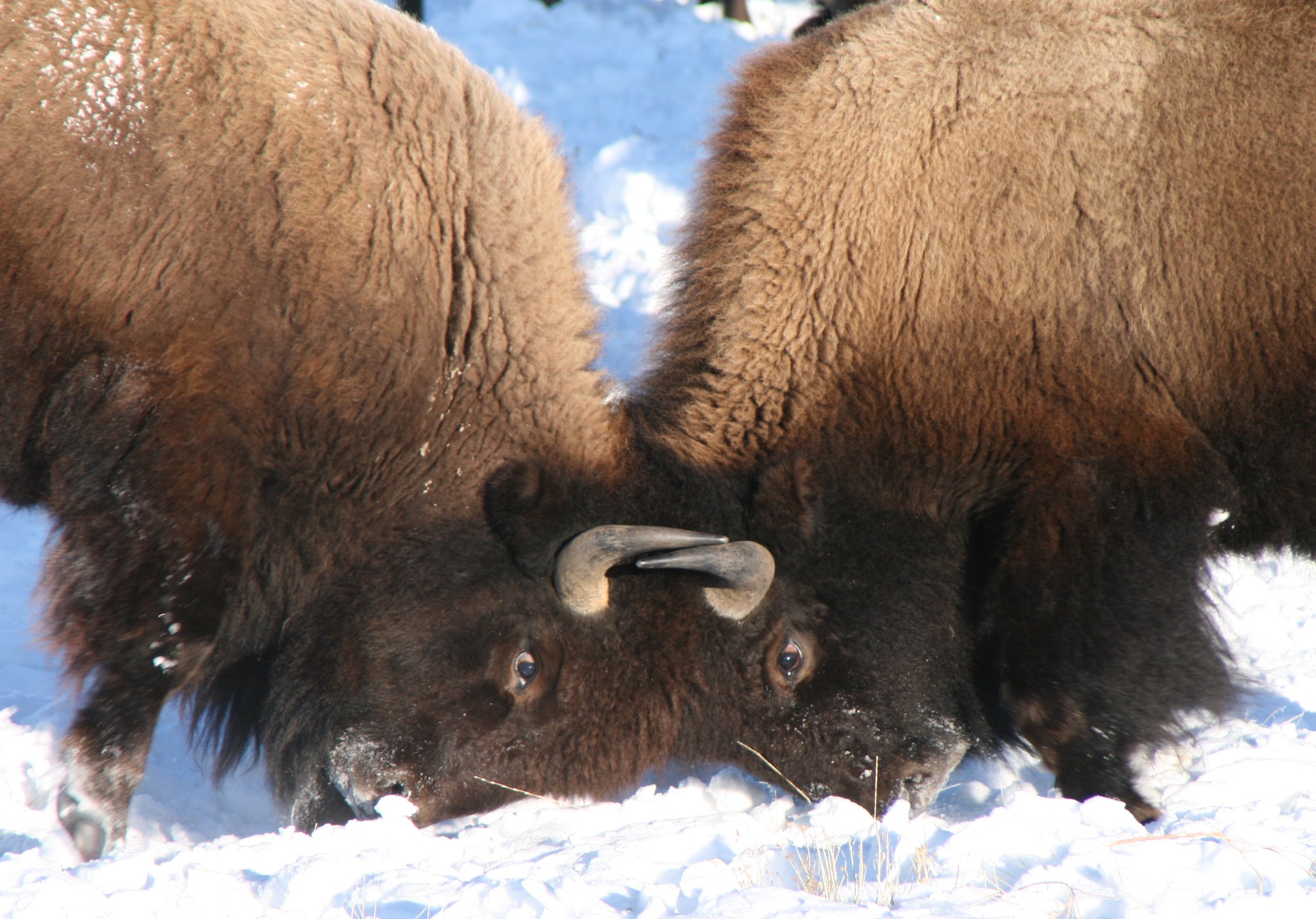 Bison Challenge Bison Challenge