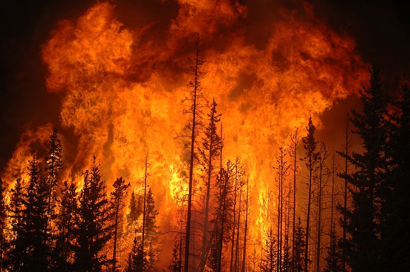 forest fire in canada huge orange forest fire burning black pine trees